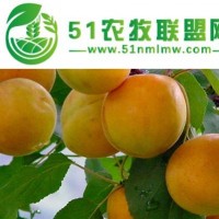 荷蘭香蜜杏樹(shù)苗