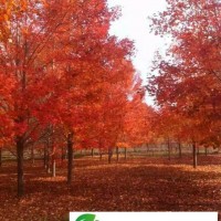 威海五公分、四公分美國紅楓觀賞彩葉大喬木