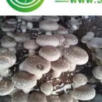 食用菌；香菇；平菇；木耳；菌種；菌代