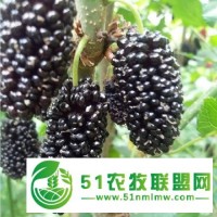 供應果桑苗品種 金墻63號果桑苗批發(fā)