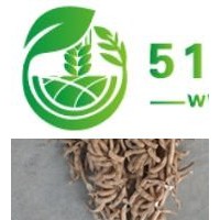 高產(chǎn)大豆品種供應