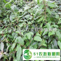 五彩花樹(shù)南北適宜的綠化樹(shù)五彩錦帶