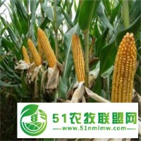金谷103玉米種子高產(chǎn)價優(yōu) 家家豐玉米種子