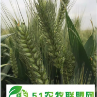 高產(chǎn)抗病抗旱抗赤霉病三抗10號(hào)