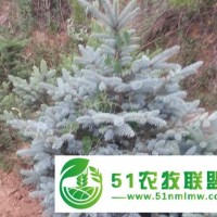 薦 的藍云杉*