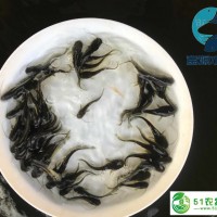 雜交南方大口鯰魚苗供應(yīng)黃鯰魚苗批發(fā)大口鯰魚苗批發(fā)價(jià)格