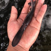 鴨子魚苗批發(fā)價(jià)格易養(yǎng)快大淡水魚苗鴨嘴魚種苗