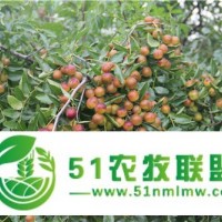 出售一公分酸棗苗？1年酸棗酸棗苗批發(fā)價格 ，河北邢臺良種酸棗苗種植基地，