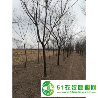 安徽農村合歡樹種植基地