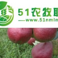 紅梨樹苗價格 山東紅梨種植基地