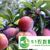 甘肅鳳凰李子苗基地，甘肅鳳凰李子苗品種，甘肅鳳凰李子苗特點(diǎn)
