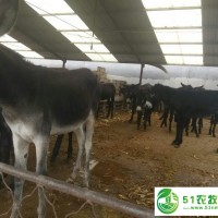 規(guī)模化養(yǎng)驢--驢圈建設(shè)山東順牧養(yǎng)殖場(chǎng)