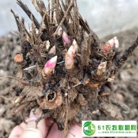 亳州白芍芽子批發(fā)白芍種苗產(chǎn)地價(jià)格怎么賣