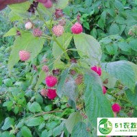 鑫達樹莓苗雙季秋福