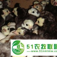 火雞苗**中,價(jià)格實(shí)惠,孵化場(chǎng)**，廖正軍火雞