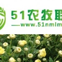 金絲皇菊苗預(yù)售，菊花苗種植技術(shù)指導(dǎo)，杭白菊行情分析