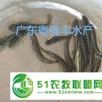 廣東黑魚苗批發(fā) 廣州黑魚苗供應(yīng)
