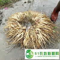 樂(lè)山天冬種苗批發(fā) 天門(mén)冬 歡迎實(shí)地考察