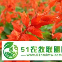 濰坊劃算的一串紅哪有賣，日照一串紅