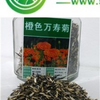 出售橙色萬壽菊種子，全國(guó)包郵，貨到付款