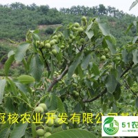 供應(yīng)**核桃嫁接苗，核桃樹栽植時(shí)間