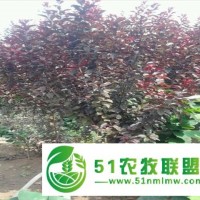 供應(yīng)：3-4公分紫葉李5-6公分紫葉李價(jià)格，7-8公分紫葉李哪有，10-15公分紫葉李哪有