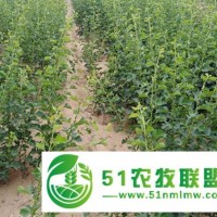 歡迎：出售1、2、3、4公分大金星山楂樹(shù)苗產(chǎn)品詳情產(chǎn)品詳情