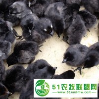 優(yōu)源家禽常年供應(yīng)純種黑雞苗，高產(chǎn)麻羽雞苗，活體包運(yùn)費(fèi)到家