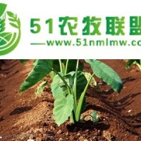蔬菜種植供應商——能買到較*值的蔬菜