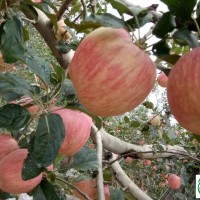 金秋十月洛川紅富士蘋果重磅來(lái)襲