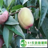 桃樹苗報價，重瓣桃花壽心桃 壽星桃樹苗