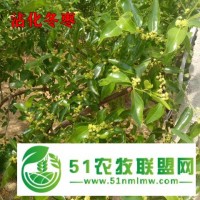 香港江西路社區(qū)居委會設(shè)計冬棗招商歡迎大神來電咨詢