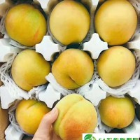 振泉黃桃