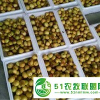 冬棗產(chǎn)地批發(fā)價(jià)格 貨源足