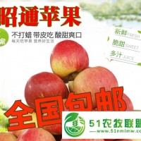 云南糖心蘋果 昭通現(xiàn)摘蘋果 爽口多汁不打蠟