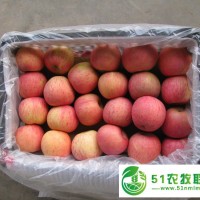 今年陜西紅富士蘋果價格行情及走勢