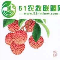 新鮮南山荔枝無需擔心品質，可來果園考察