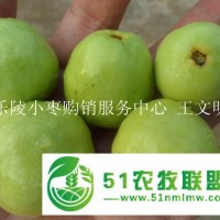 山東冬棗 水果市場(chǎng)賣火了的鮮棗