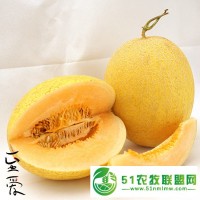 新疆吐魯番新品 至愛蜜瓜 陸地瓜2個(gè)/箱 6-7斤 德邦空運(yùn)