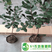 菲油果 費約果種植方法 菲油果好吃 新西蘭水果
