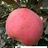 山東紅富士蘋果**出售紅富士蘋果批發(fā)價(jià)格
