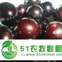 新西蘭水果進(jìn)口報關(guān)代理大連港水果進(jìn)口清關(guān)代理