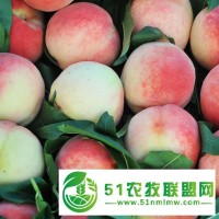 新泰市蜜桃樹(shù)苗_蜜桃批發(fā)_蜜桃供應(yīng)_新泰市果園_桃園