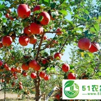 乾縣蘋果價(jià)格,咸陽蘋果哪家便宜