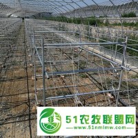 設計香菇種植大棚*廠家-聚豐溫室大棚廠家**