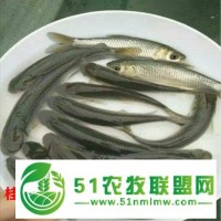 廣西憑祥草魚苗養(yǎng)殖 養(yǎng)殖經(jīng)驗豐富