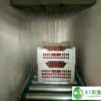 櫻桃車厘子預冷機 水噴淋櫻桃保鮮機