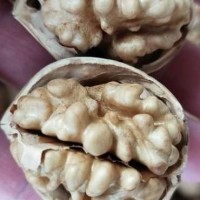廠家185紙皮核桃新疆產(chǎn)地 果仁飽滿(mǎn)壞果率低