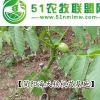 供應(yīng)核桃苗_溫185|**核桃苗，薄殼核桃苗品種