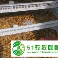 湖南黃花菜烘干機械-河南國信機械(在線咨詢)-黃花菜烘干機械